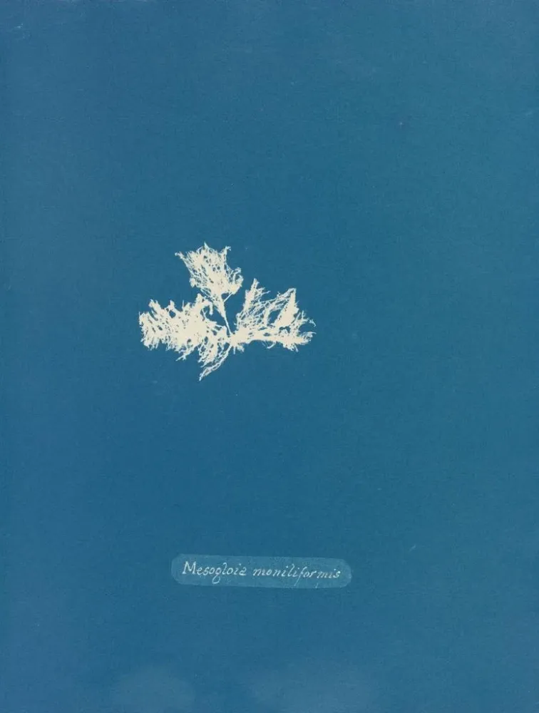 Maalaus Mesogloia moniliformis - Anna Atkins | Taidetuloste