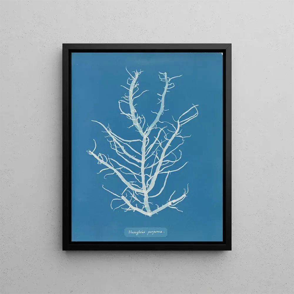 Maalaus Mesogloia purpurea - Anna Atkins | Taidetuloste