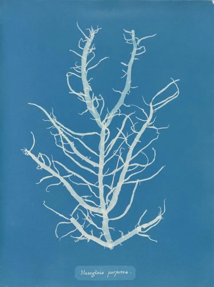 Maalaus Mesogloia purpurea - Anna Atkins | Taidetuloste
