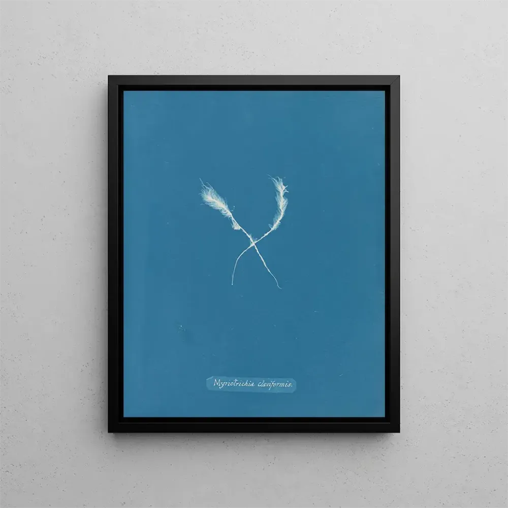 Maalaus Myriotrichia claviformis - Anna Atkins | Taidetuloste