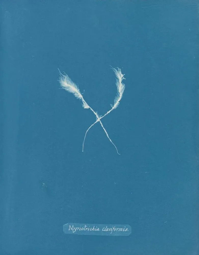 Maalaus Myriotrichia claviformis - Anna Atkins | Taidetuloste
