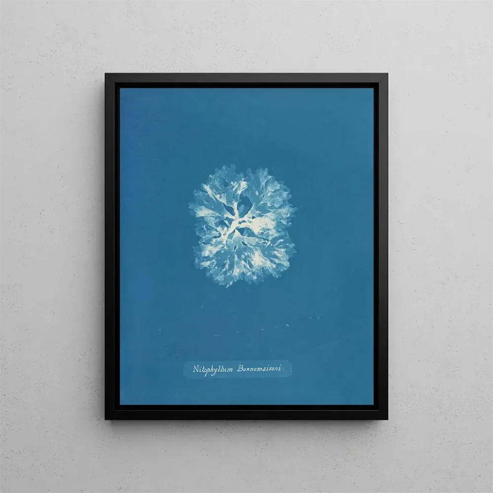 Maalaus Nitophyllum Bonnemaisoni - Anna Atkins | Taidetuloste