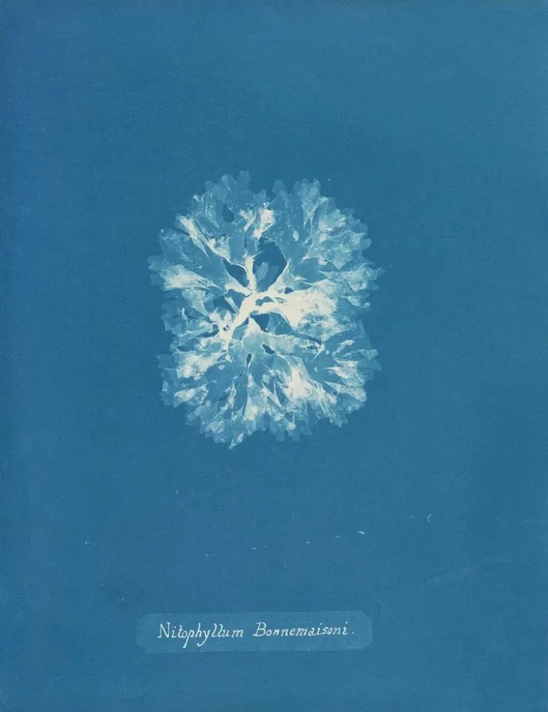 Maalaus Nitophyllum Bonnemaisoni - Anna Atkins | Taidetuloste