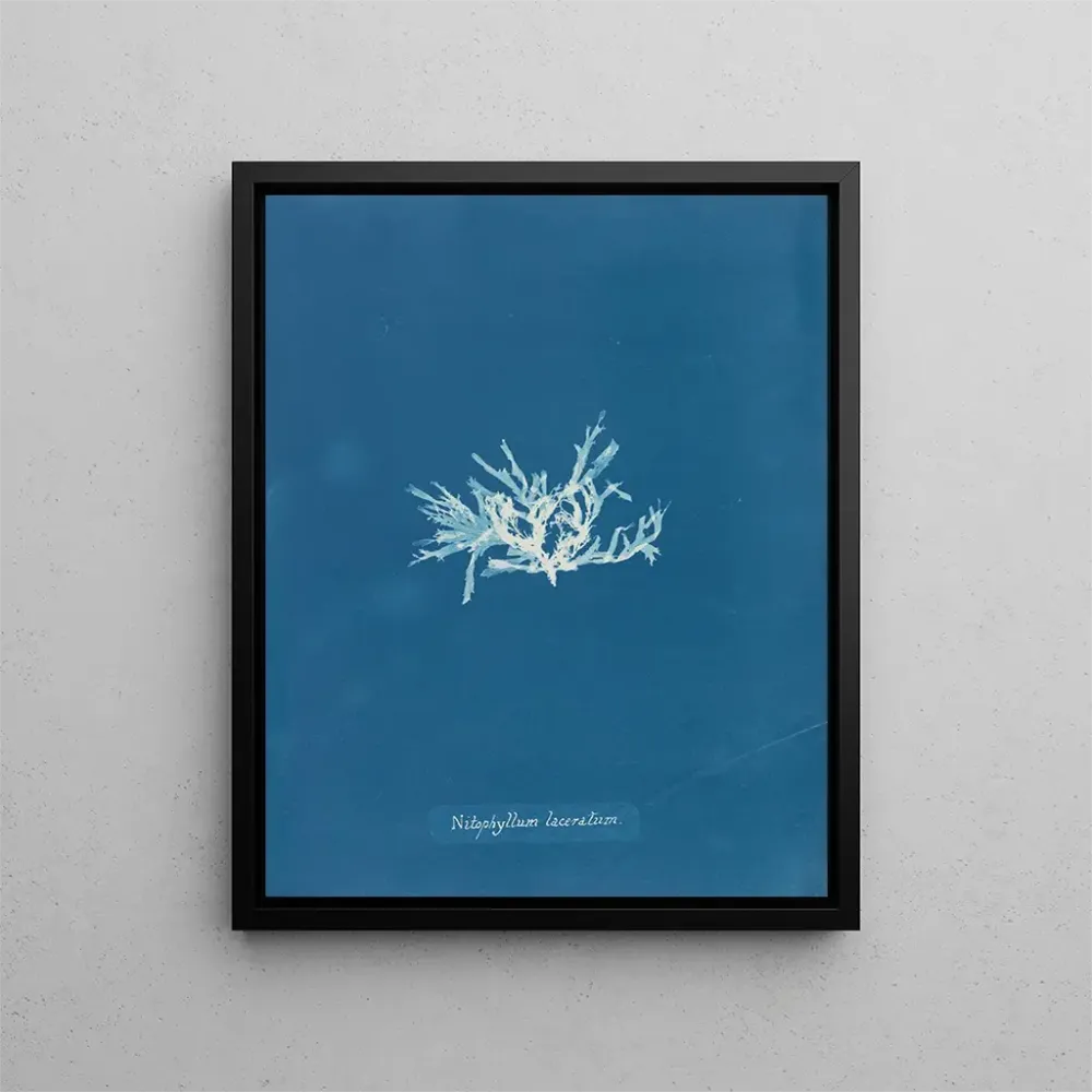 Maalaus Nitophyllum laceratum - Anna Atkins | Taidetuloste