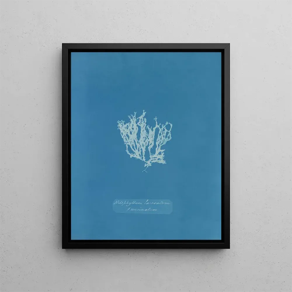 Maalaus Nitophyllum laceratum - Anna Atkins | Taidetuloste