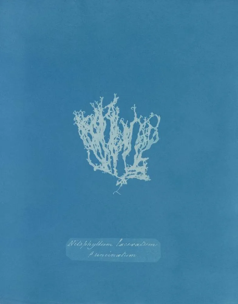 Maalaus Nitophyllum laceratum - Anna Atkins | Taidetuloste