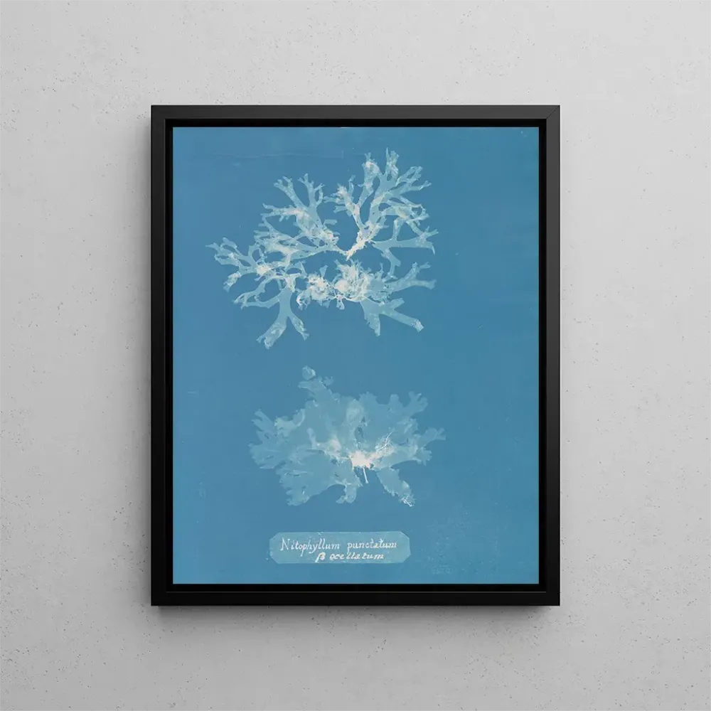 Maalaus Nitophyllum punctatum - Anna Atkins | Taidetuloste