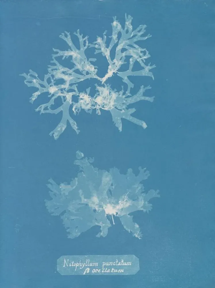 Maalaus Nitophyllum punctatum - Anna Atkins | Taidetuloste