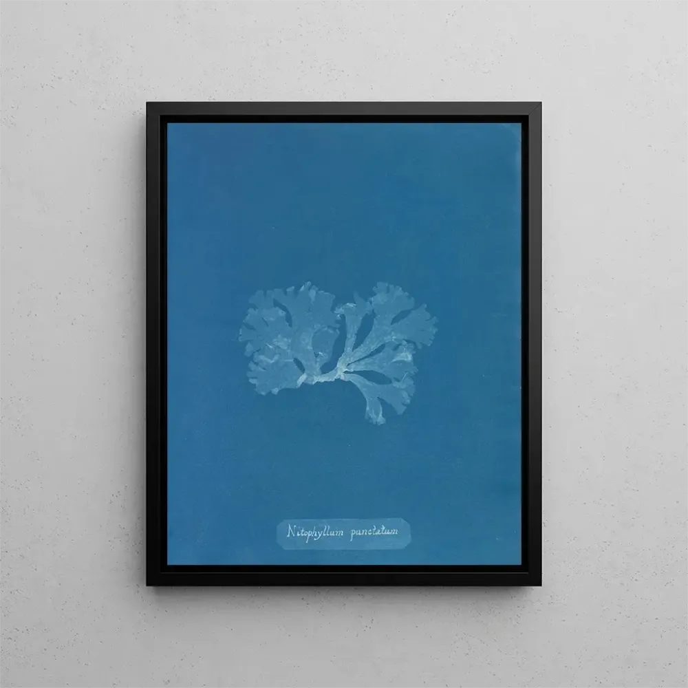 Maalaus Nitophyllum punctatum - Anna Atkins | Taidetuloste