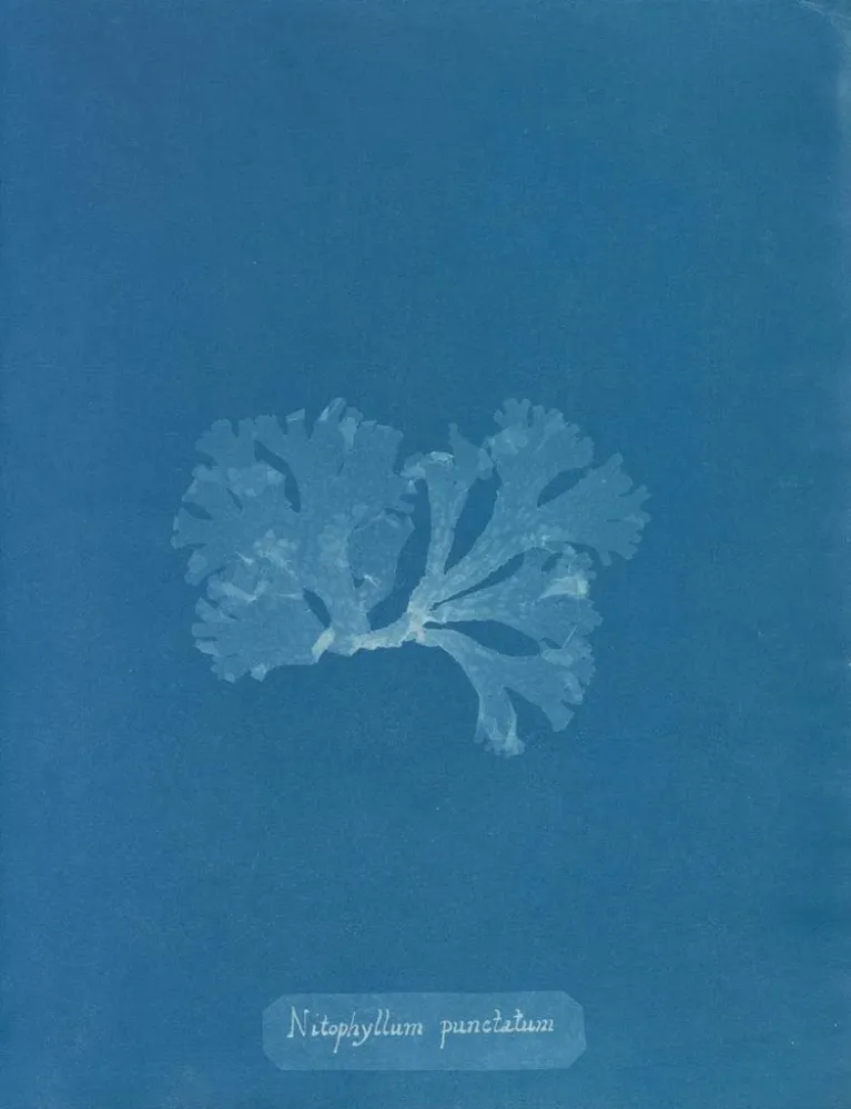 Maalaus Nitophyllum punctatum - Anna Atkins | Taidetuloste