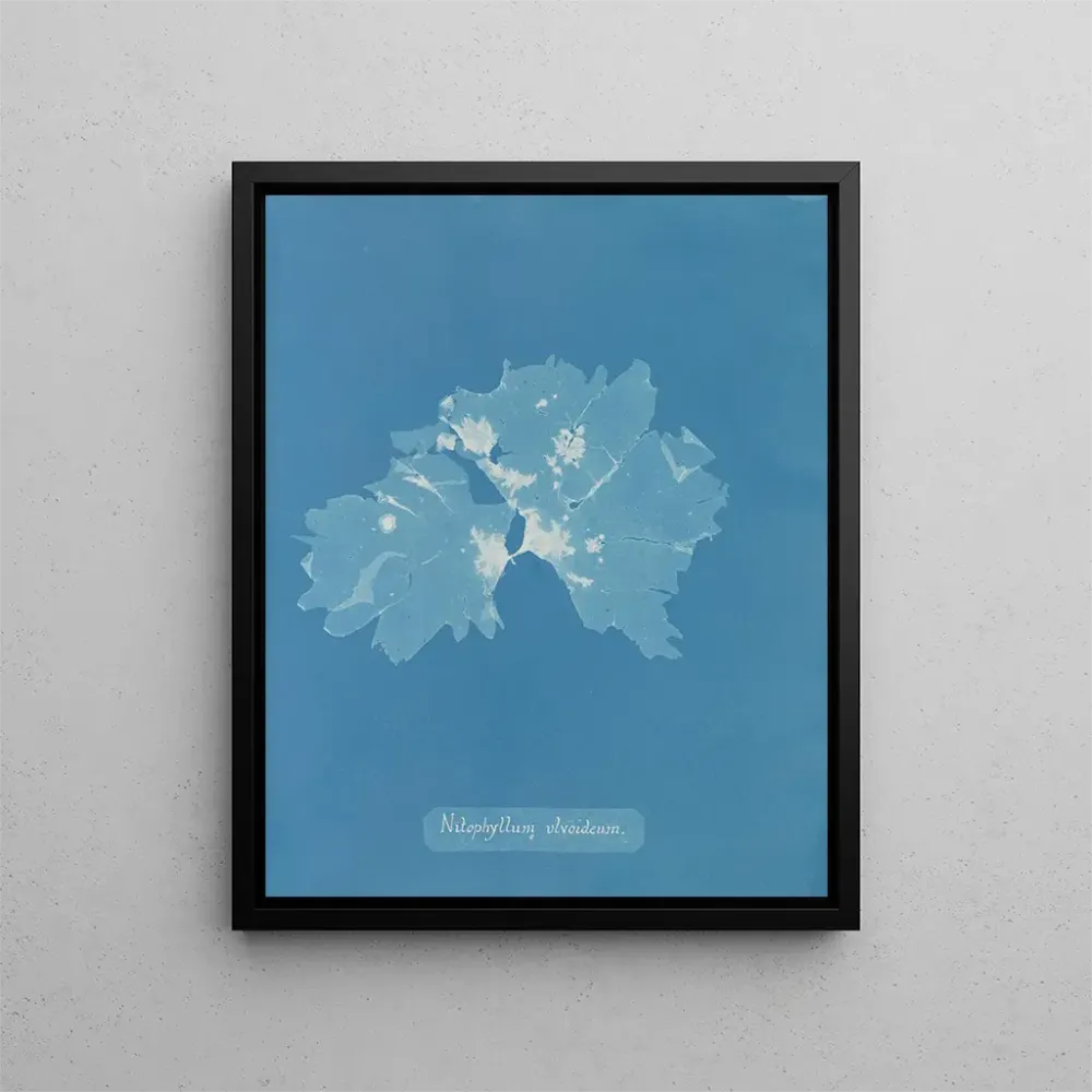 Maalaus Nitophyllum ulvoideum - Anna Atkins | Taidetuloste