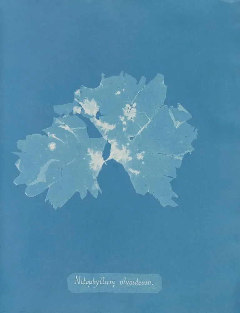 Maalaus Nitophyllum ulvoideum - Anna Atkins | Taidetuloste