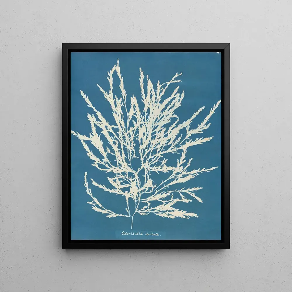 Maalaus Odonthalie dentée - Anna Atkins | Taidetuloste