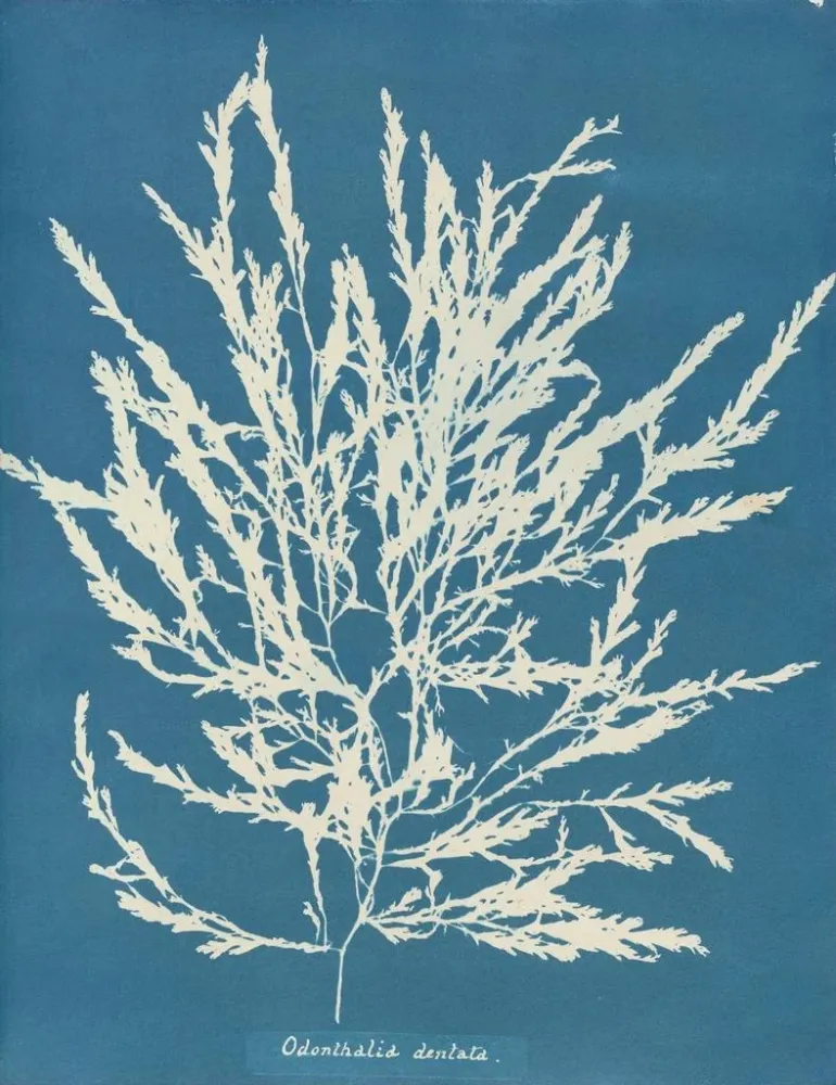 Maalaus Odonthalie dentée - Anna Atkins | Taidetuloste