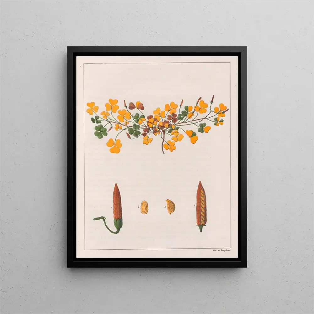 Maalaus Oxalis repens - Auguste de Saint-Hilaire | Taidetuloste