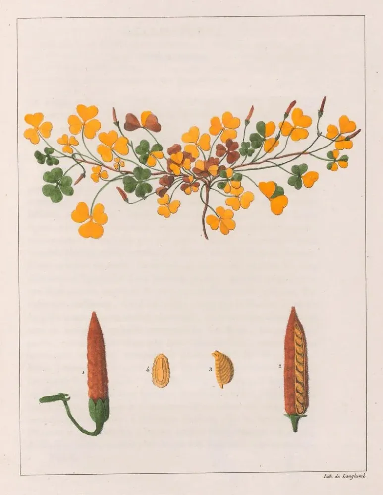 Maalaus Oxalis repens - Auguste de Saint-Hilaire | Taidetuloste