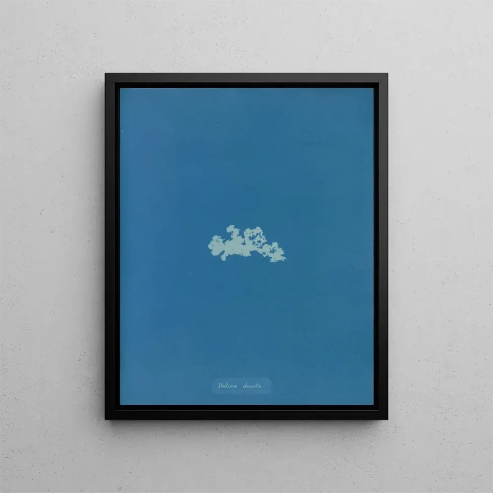 Maalaus Padina deusta - Anna Atkins | Taidetuloste