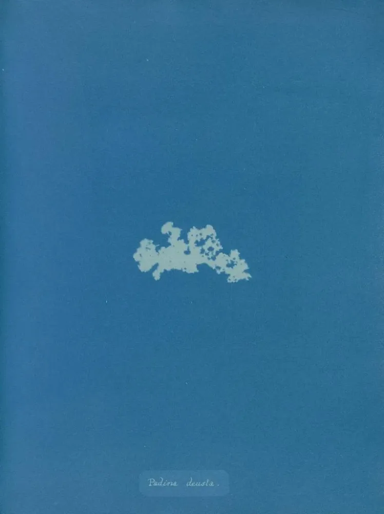 Maalaus Padina deusta - Anna Atkins | Taidetuloste