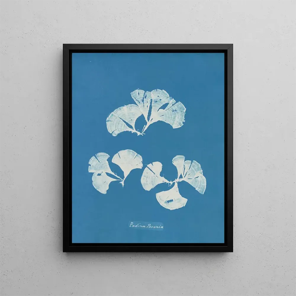 Maalaus Padina Pavonia - Anna Atkins