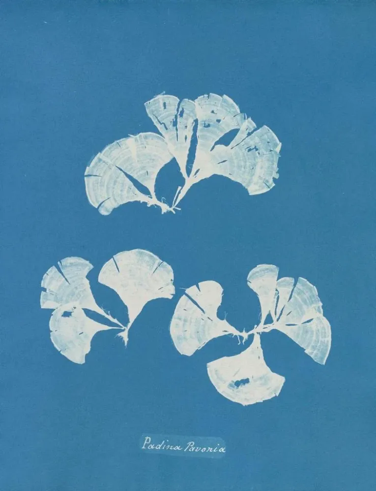 Maalaus Padina Pavonia - Anna Atkins