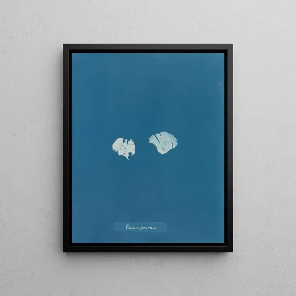 Maalaus Padina Pavonia (Cas Conflit) - Anna Atkins | Taidetuloste