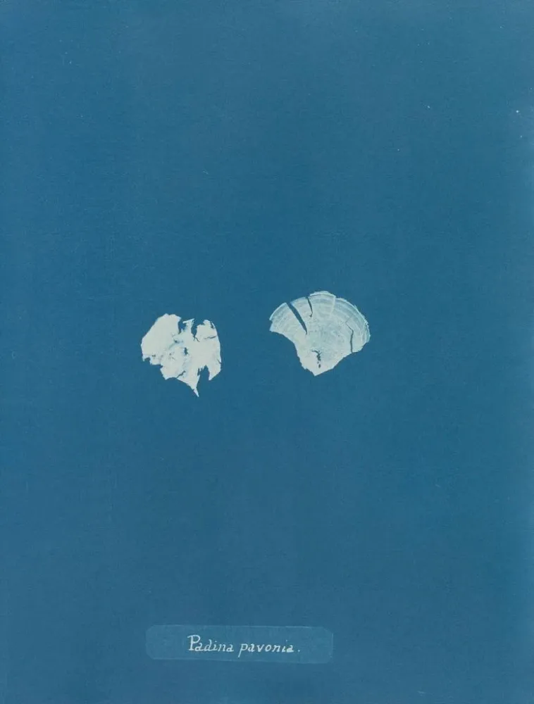 Maalaus Padina Pavonia (Cas Conflit) - Anna Atkins | Taidetuloste