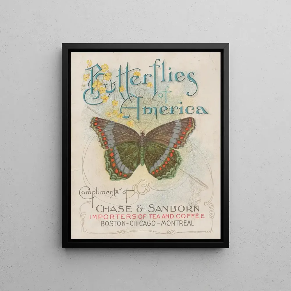 Maalaus Papillons d'Amérique Pl1 - Chase Sanborn | Taidetuloste