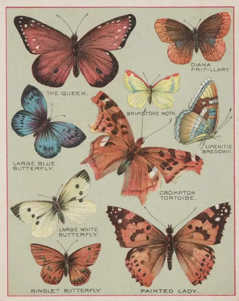Maalaus Papillons d'Amérique Pl3 - Chase Sanborn | Taidetuloste