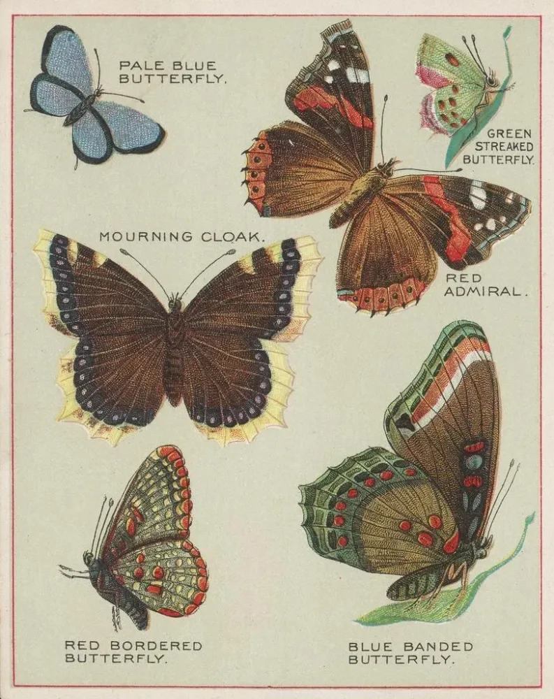 Maalaus Papillons d'Amérique Pl4 - Chase Sanborn | Taidetuloste