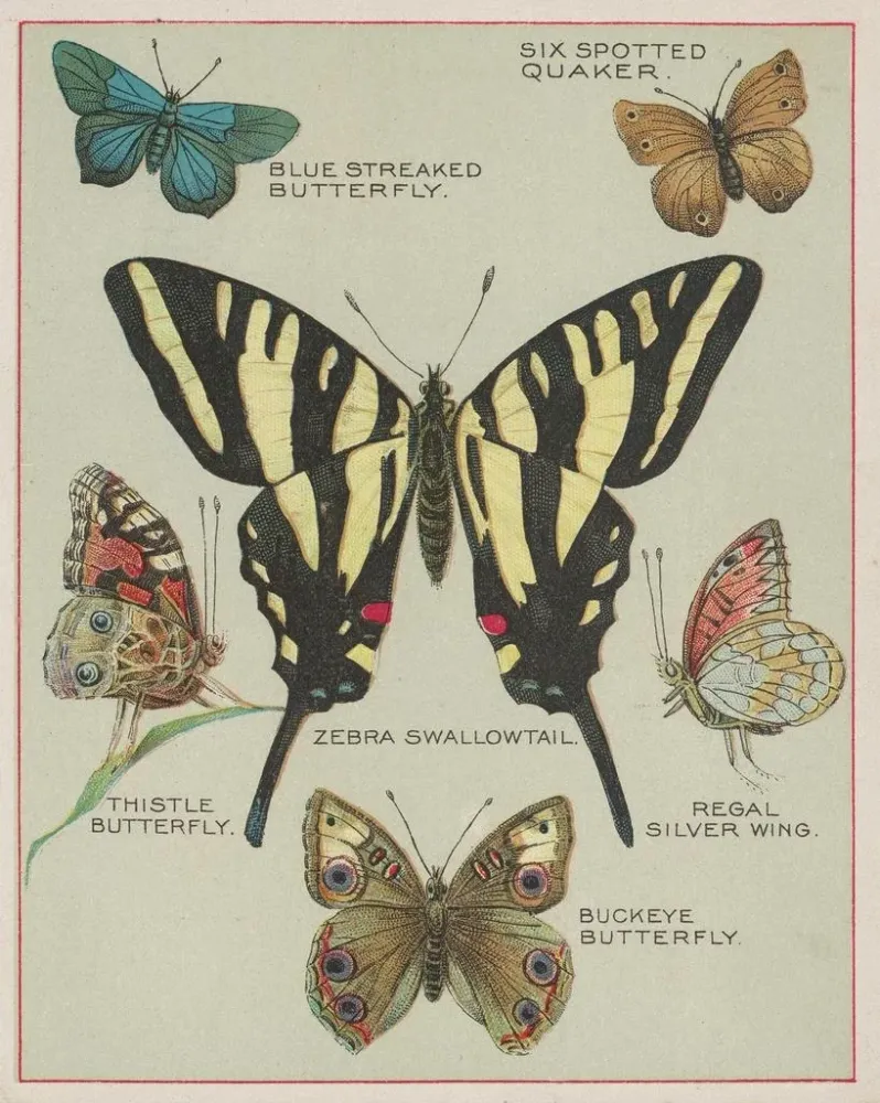 Maalaus Papillons d'Amérique Pl5 - Chase Sanborn | Taidetuloste