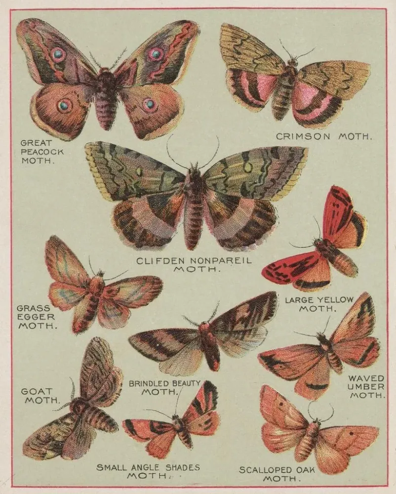 Maalaus Papillons d'Amérique Pl6 - Chase Sanborn | Taidetuloste