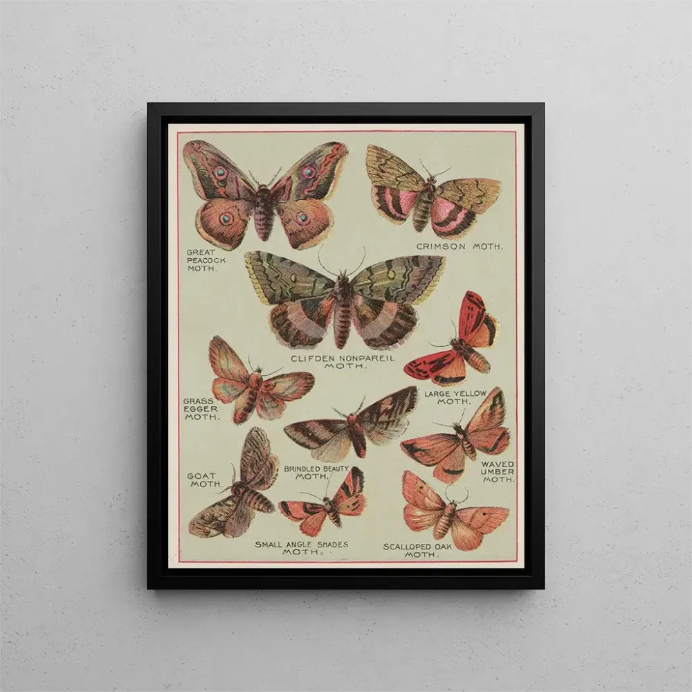 Maalaus Papillons d'Amérique Pl6 - Chase Sanborn | Taidetuloste