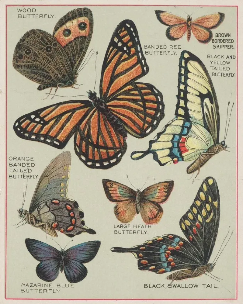 Maalaus Papillons d'Amérique Pl7 - Chase Sanborn | Taidetuloste