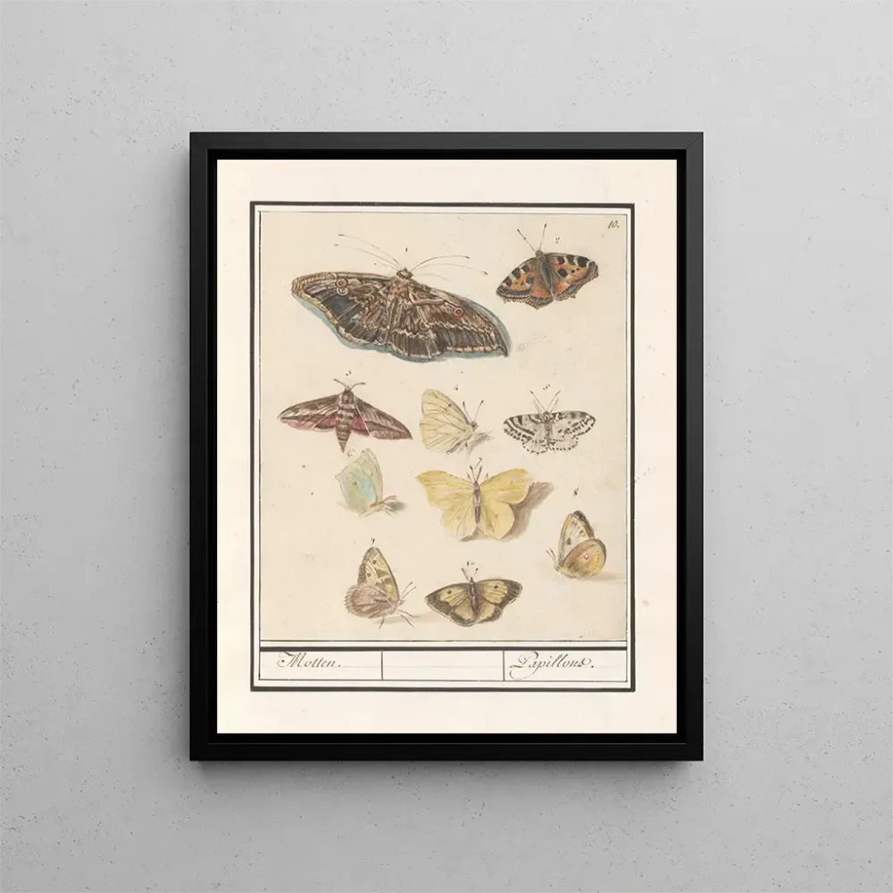 Maalaus Papillons et mites Papillons - Anselmus Botius de Boodt | Taidetuloste