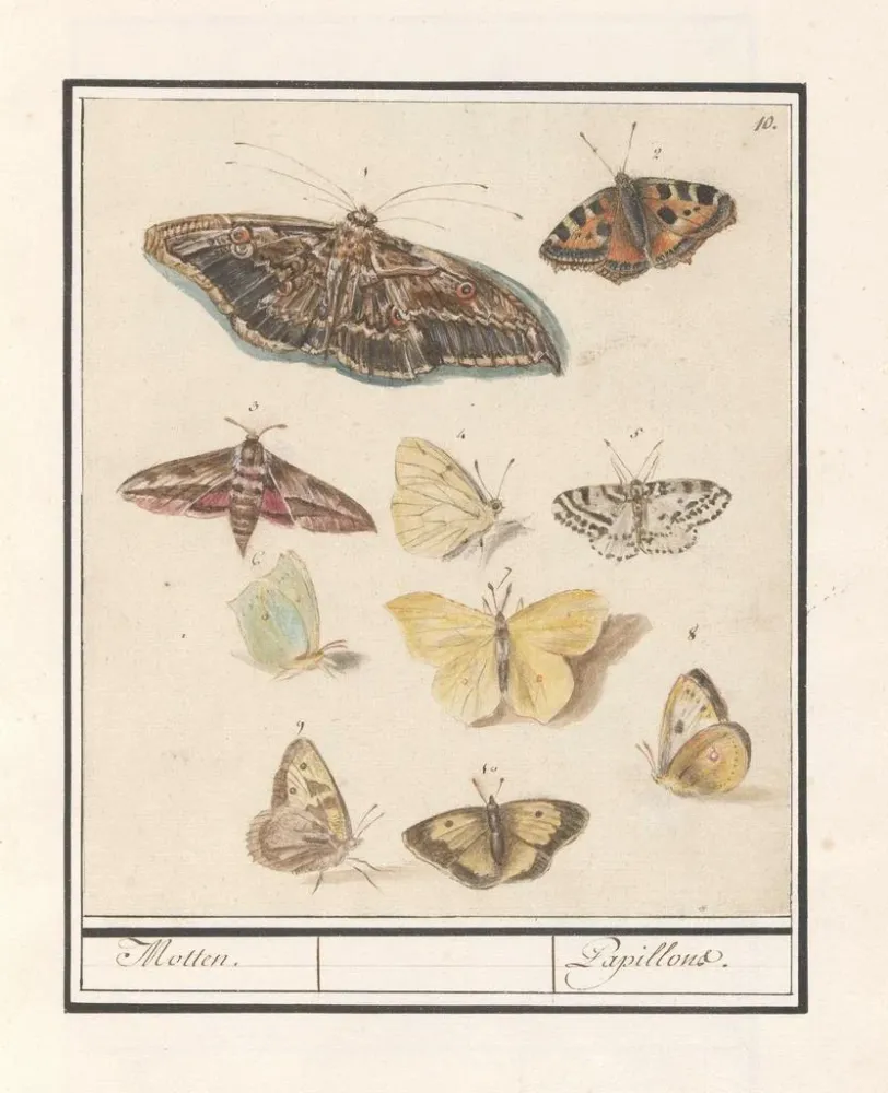 Maalaus Papillons et mites Papillons - Anselmus Botius de Boodt | Taidetuloste