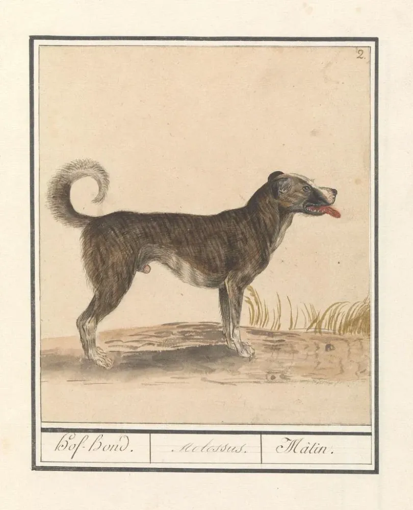 Maalaus Perheestä susi Hond Canis HofHond Molossus Mtin - Anselmus Botius de Boodt | Taidetuloste