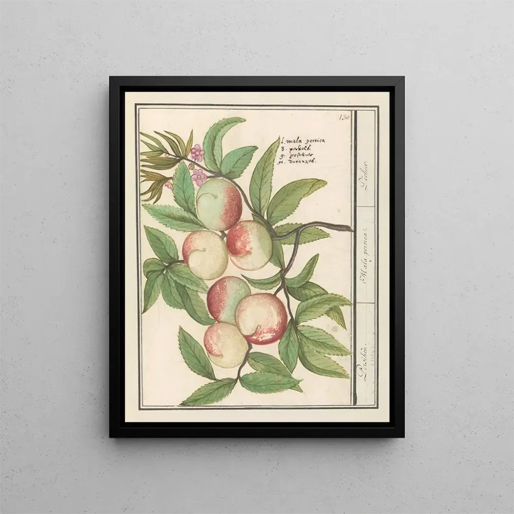 Maalaus Persicum Persicum Malabar Persicum - Anselmus Botius de Boodt | Taidetuloste
