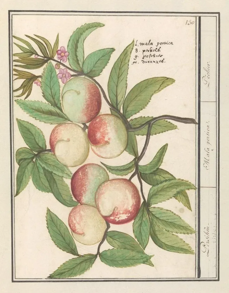 Maalaus Persicum Persicum Malabar Persicum - Anselmus Botius de Boodt | Taidetuloste