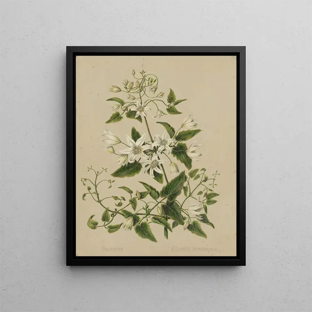Maalaus Pikiarero Clematis hexasepala - Sarah Featon | Taidetuloste