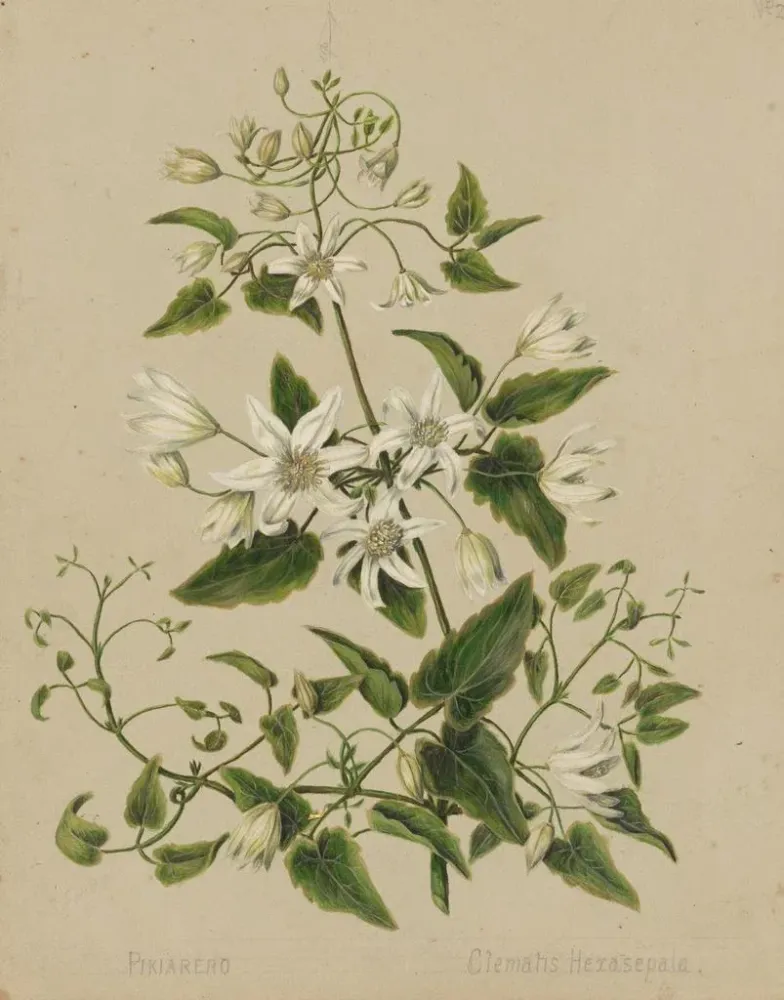 Maalaus Pikiarero Clematis hexasepala - Sarah Featon | Taidetuloste