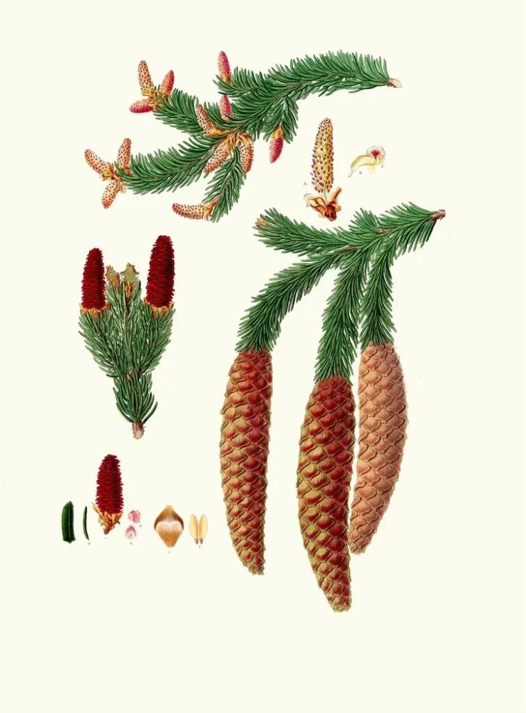 Maalaus Pinus abies, Norjan kuusi - Aylmer Bourke Lambert | Taidetuloste