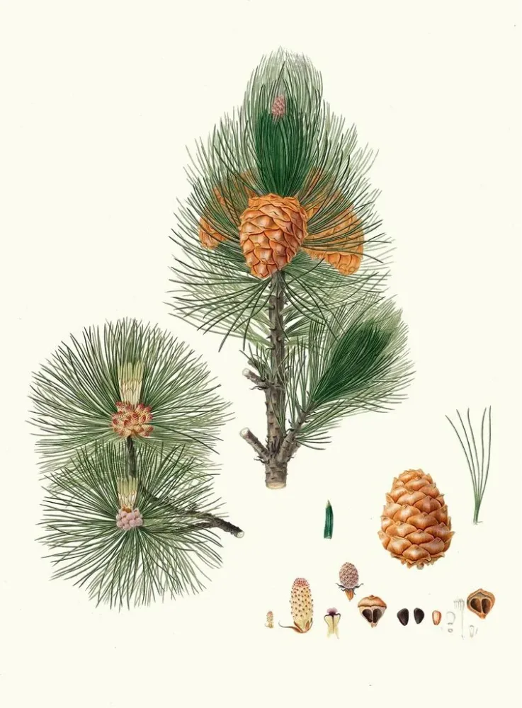 Maalaus Pinus cembra, sibirian mänty - Aylmer Bourke Lambert | Taidetuloste