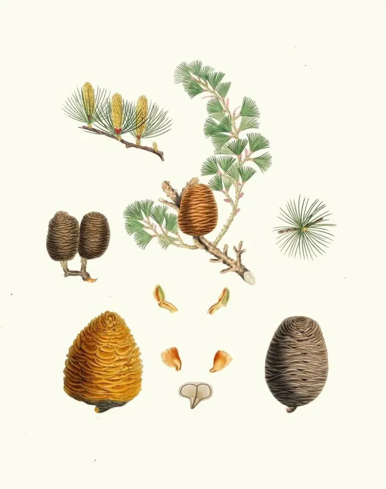 Maalaus Pinus deodara, cèdre de l'Inde - Aylmer Bourke Lambert | Taidetuloste
