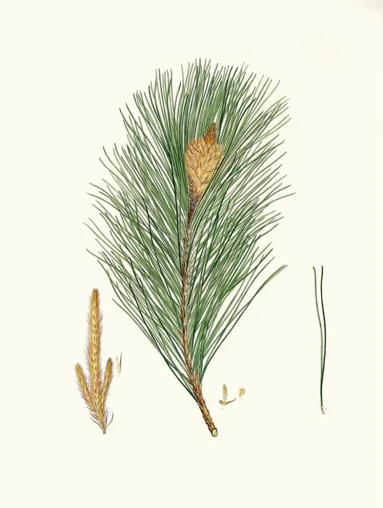 Maalaus Pinus massoniana, intianne pine - Aylmer Bourke Lambert | Taidetuloste
