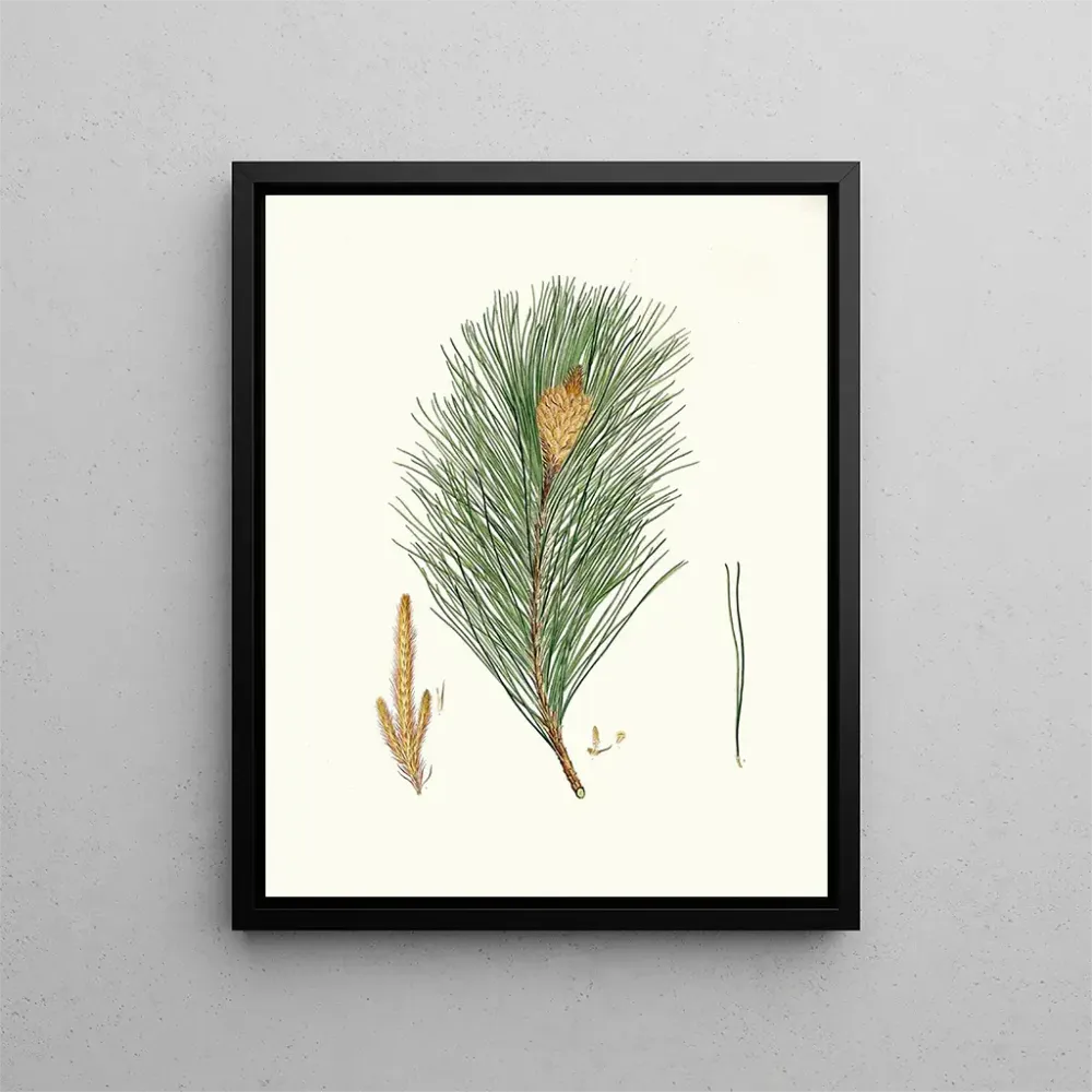 Maalaus Pinus massoniana, intianne pine - Aylmer Bourke Lambert | Taidetuloste