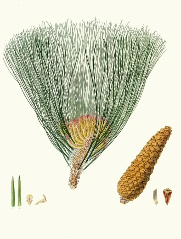 Maalaus Pinus palustris - Aylmer Bourke Lambert | Taidetuloste