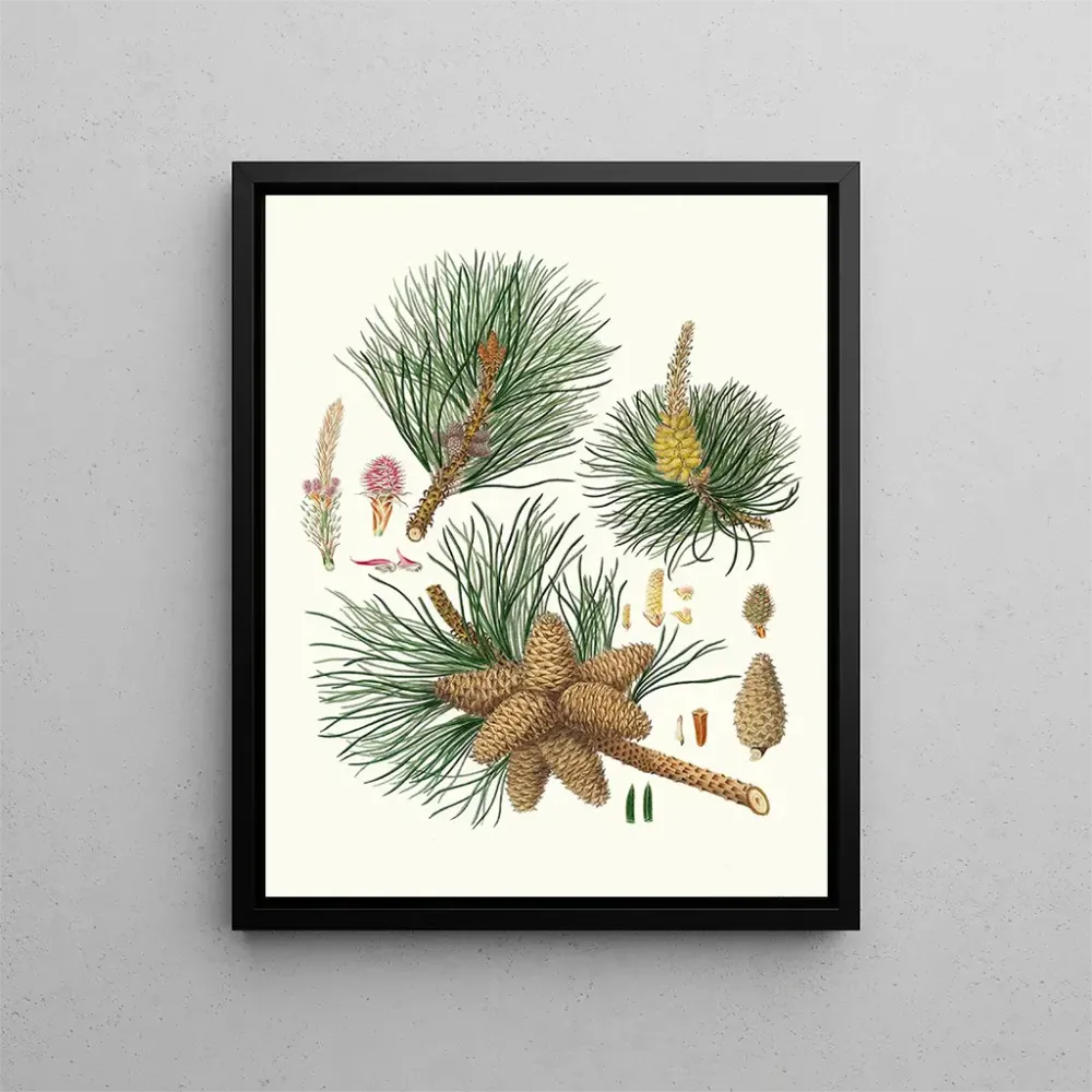 Maalaus Pinus rigida - Aylmer Bourke Lambert | Taidetuloste