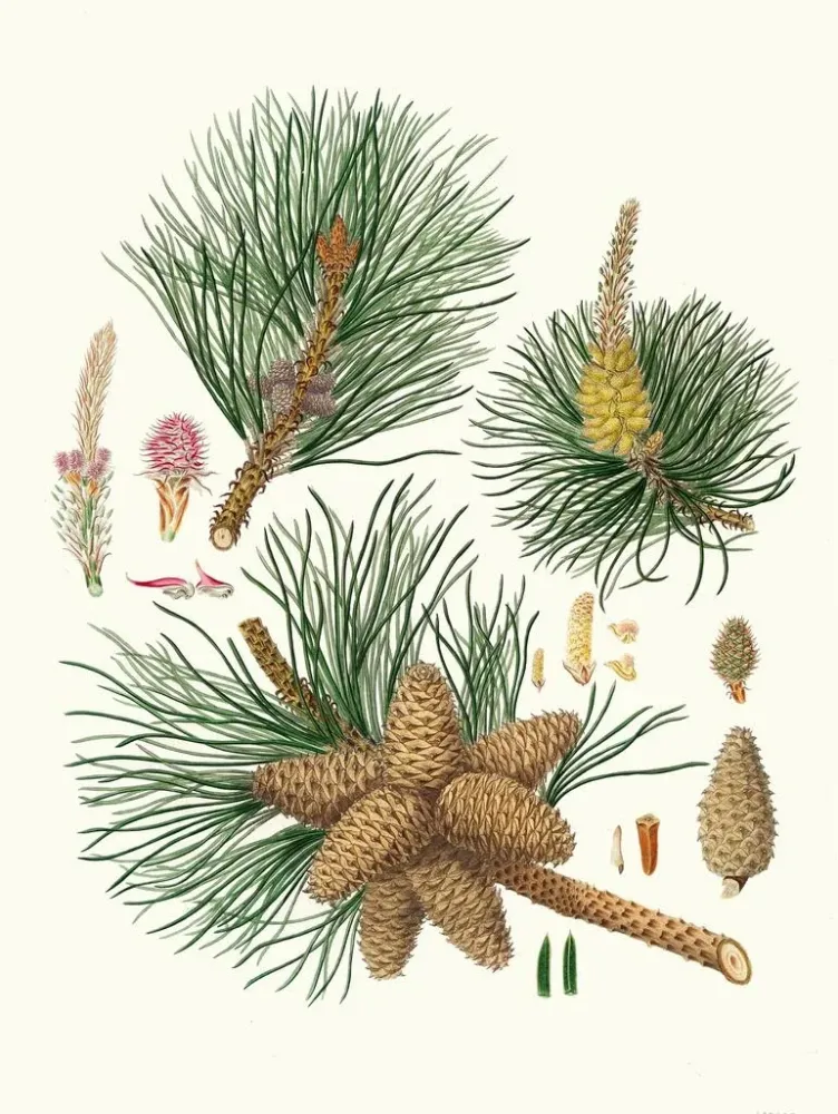 Maalaus Pinus rigida - Aylmer Bourke Lambert | Taidetuloste