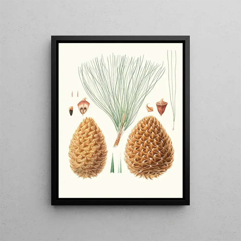 Maalaus Pinus sabiniana - Aylmer Bourke Lambert | Taidetuloste