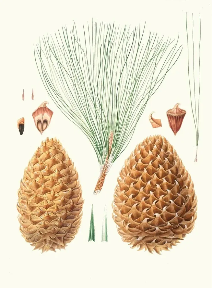 Maalaus Pinus sabiniana - Aylmer Bourke Lambert | Taidetuloste